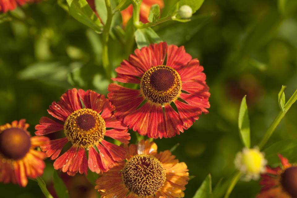 helenium autumnale, sneezeweed flowers