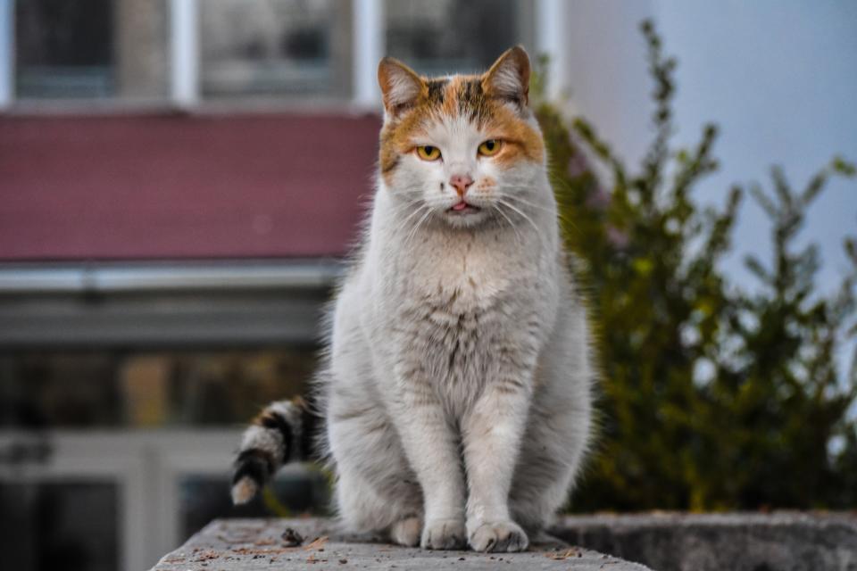 En Chicago se han liberado unos 1,000 gatos callejeros para que ayuden a controlar la infestación de ratas. (Getty Images)