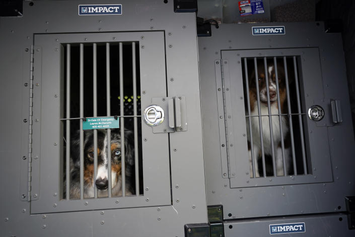 Australian shepards are seen in their cages before competing during the 146th Westminster Kennel Club Dog show, Monday, June 20, 2022, in Tarrytown, N.Y. (AP Photo/Mary Altaffer)
