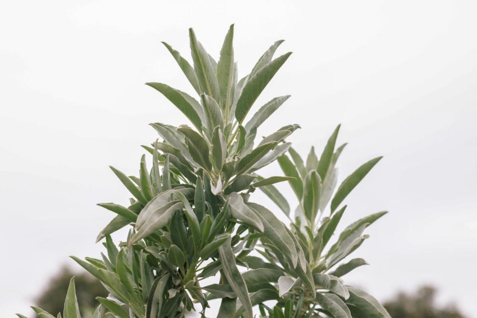 Closeup of the silvery green leaves of a white sage plant.