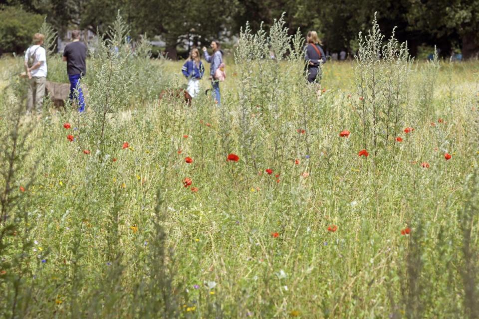 The annual wildflower meadow in London Fields is ‘a vision' (Daniel Lynch)