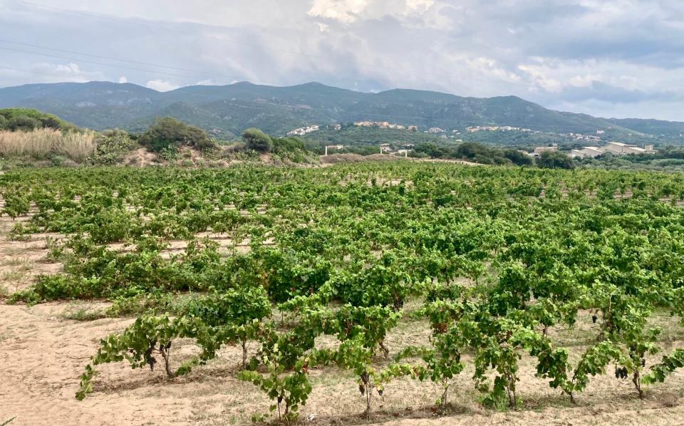 The vineyard of Cantina Li Duni