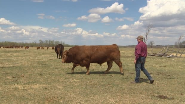 Bill Campbell is a cattle farmer and president of the Keystone Agricultural Producers. He worries the dry conditions mean he won't be able to grow grass for his cattle, and the dugouts and rivers they drink from will run dry.