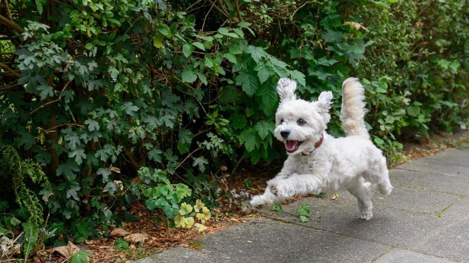 Freudiges Wiedersehen: Durch die Corona-bedingte Schließung der Grenze zwischen Deutschland und Frankreich war ein Hundebesitzer vier Monate lang von seinem Vierbeiner getrennt.