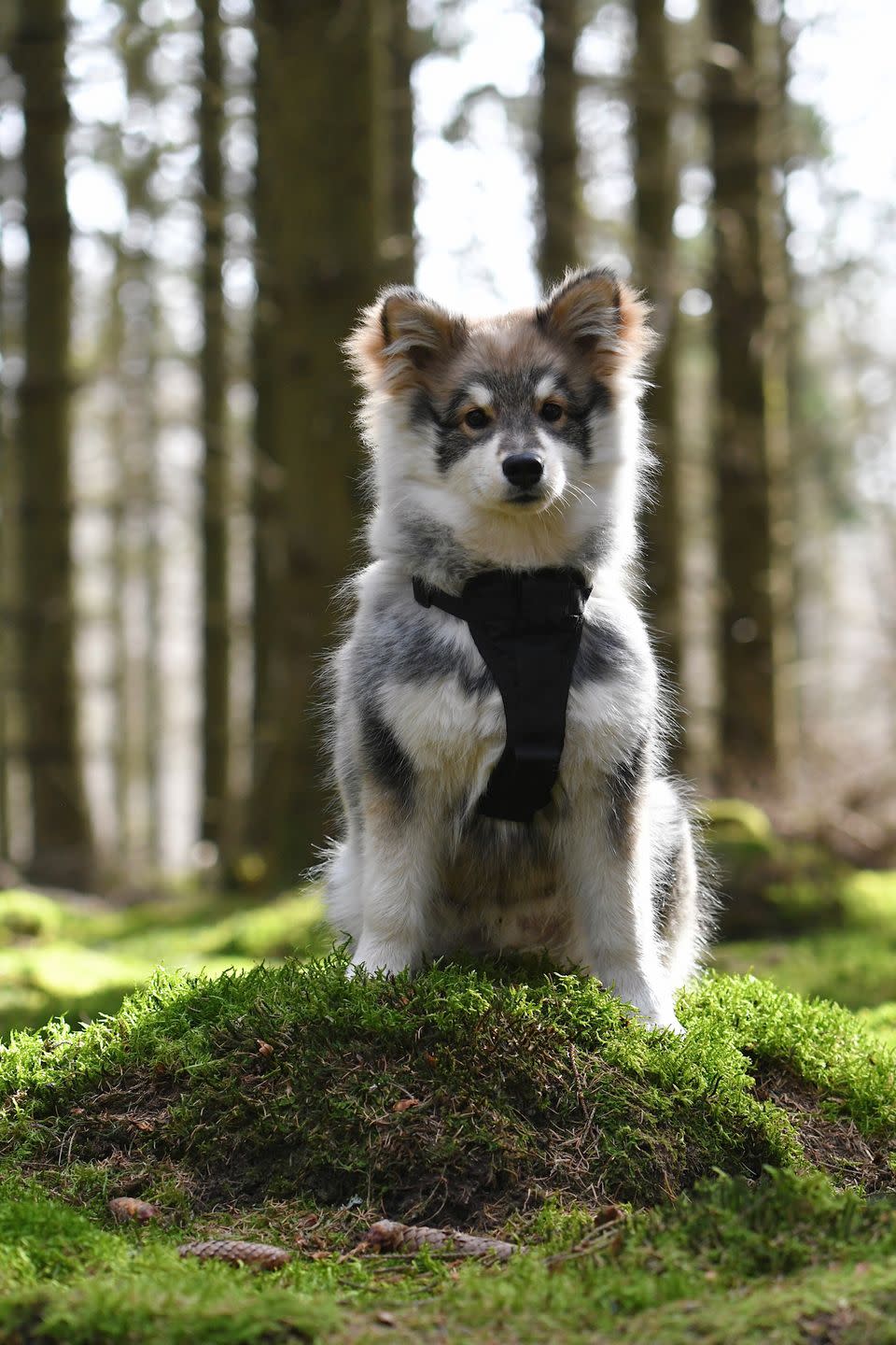 Finnish Lapphund