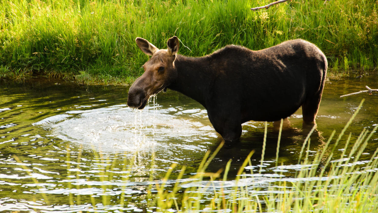  Moose standing in stream, Utah. 