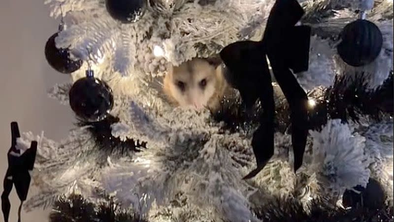 Video Watch A Woman Discover An Opossum In Her Christmas Tree 