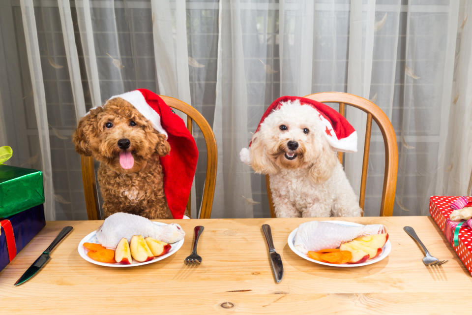 Holiday foods your pup can enjoy. <p>ThamKC/Shutterstock</p>