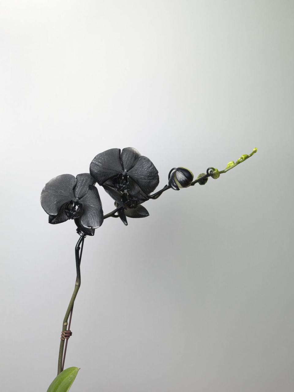 black spray painted orchid on white background