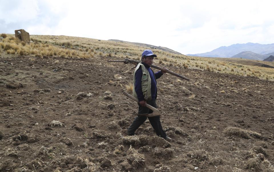 Potato farmer Nazario Quispe walks on his field in Pisac, southern rural Peru, Friday, Oct. 30, 2020. “If my savings dry up, how will I sustain myself?” asked Quispe, a father of five who grows 150 types of the tuber native to Peru from the Sacred Valley highlands. (AP Photo/Martin Mejia)