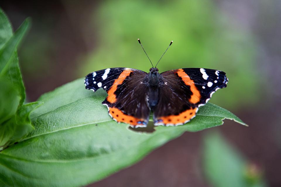 A butterfly rests on a leaf in the flight house at Idlewild Butterfly Farm in Louisville's Shelby Park neighborhood. July 21, 2023