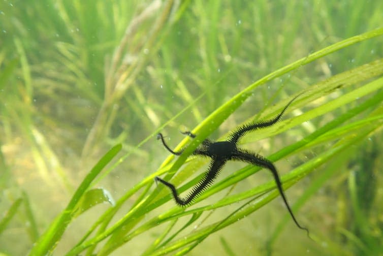 Green leaves of sea grass, thin black starfish