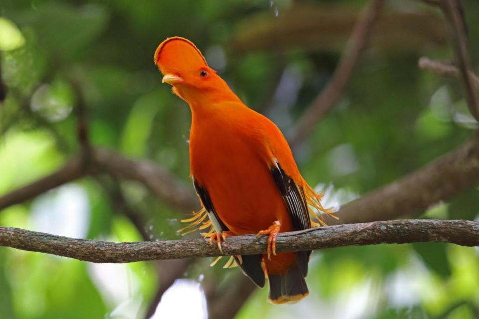 Rumble in the jungle: the Guanian cock-of-the-rock (Alamy Stock Photo)