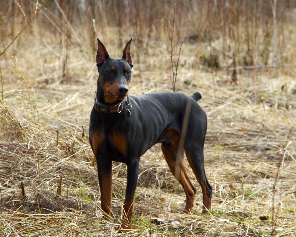 German Pinscher Autumn Forest Outdoors