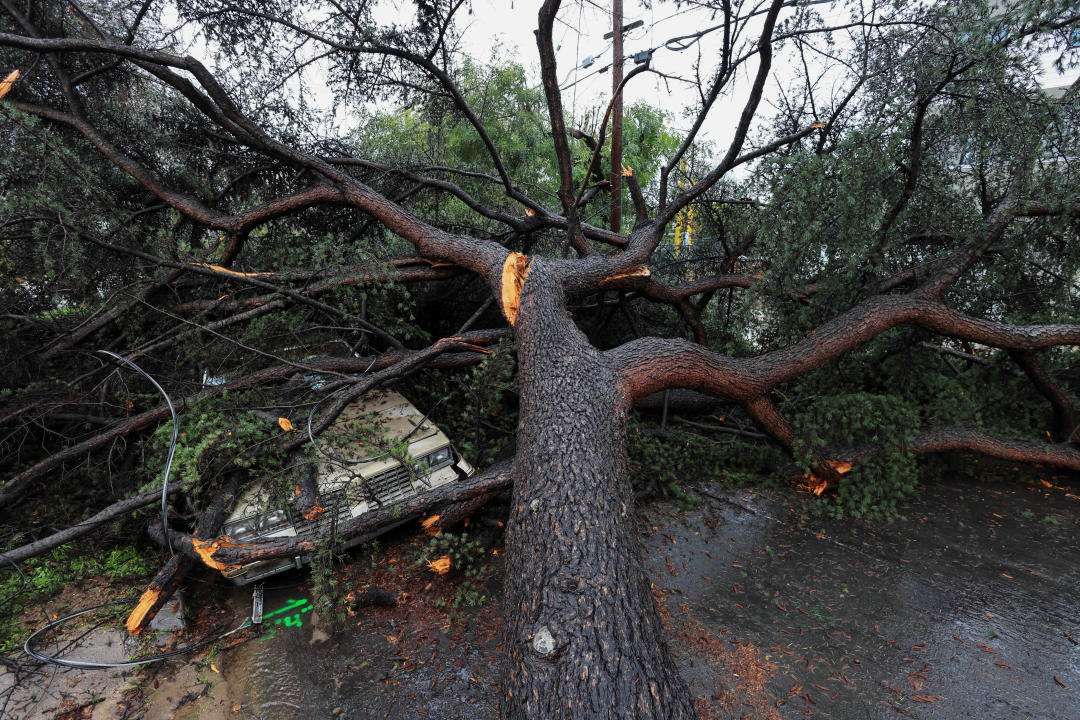 A fallen tree lies atop a car.