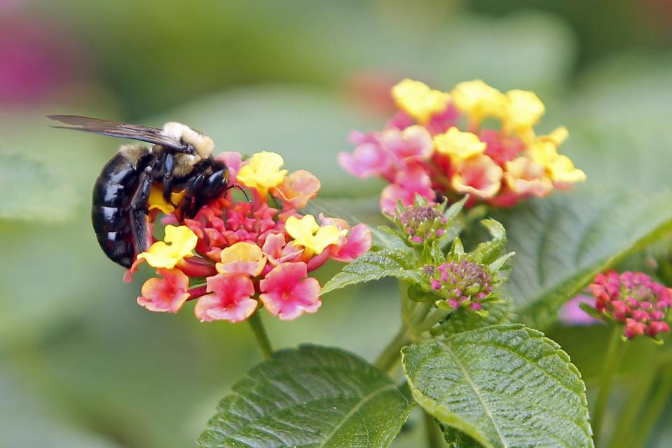 Lovely Lantana