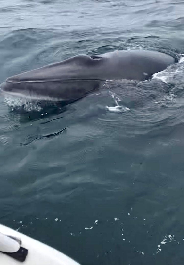 A minke whale surfaces near Tom and Ann Zoller's boat about 5 miles off Provincetown on July 19.