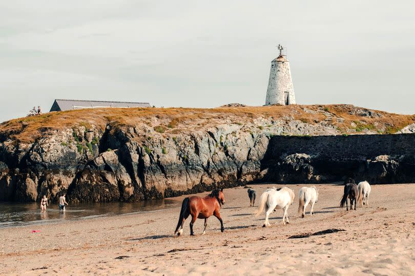 Wild ponies on the beach