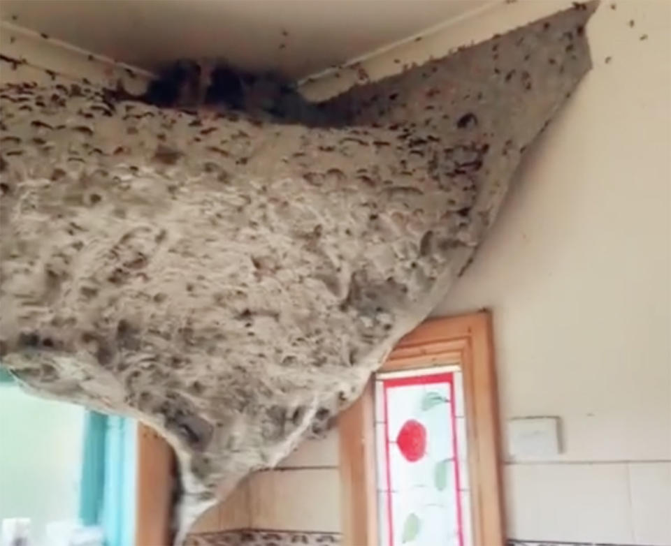 The giant wasp nest found in an abandoned house in Healesville.