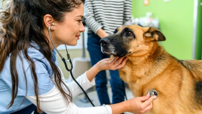 Liver and Gallbladder Cancer in Dogs: Symptoms, Causes, & Treatments