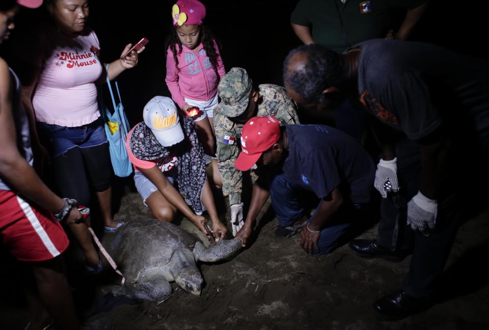 CORRECTS SPECIES OF TURTLES - In this Sept. 21, 2019 photo, residents and police collect turtle eggs from the nest of an olive ridley sea turtle, on a beach in Jaque, Panama. Ivan Valencia, 57, right center wearing a red cap, who arrived here as an adolescent from a town bordering Colombia, has been doing this for 18 years in the face of threats from poachers. (AP Photo/Arnulfo Franco)