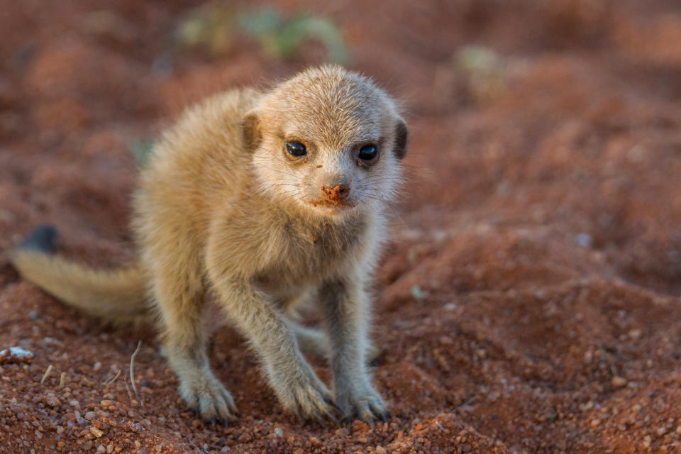 Tiny meerkat