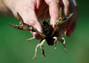 Alexander Herrmann of the Karlsruhe University of Education holds a calico crayfish (Orconectes immunis) in Rheinstetten, Germany, August 9, 2018. The University of Education examines the habitat conditions of the calico crayfish in southwest Germany. REUTERS/Ralph Orlowski