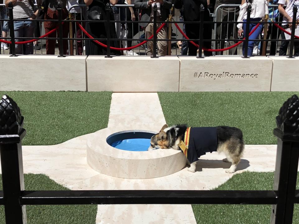 A thirsty Prince Harry laps at water from the fountain.