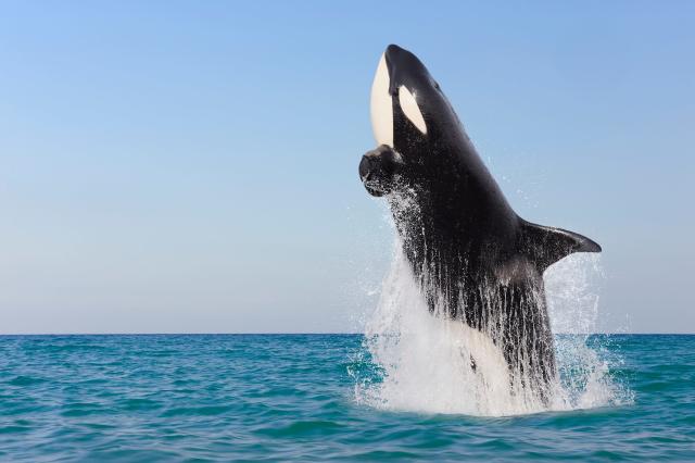 orca whale jumping