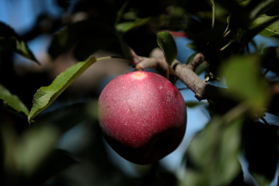Many different varieties are ripe for picking at area apple orchards and cider miles.