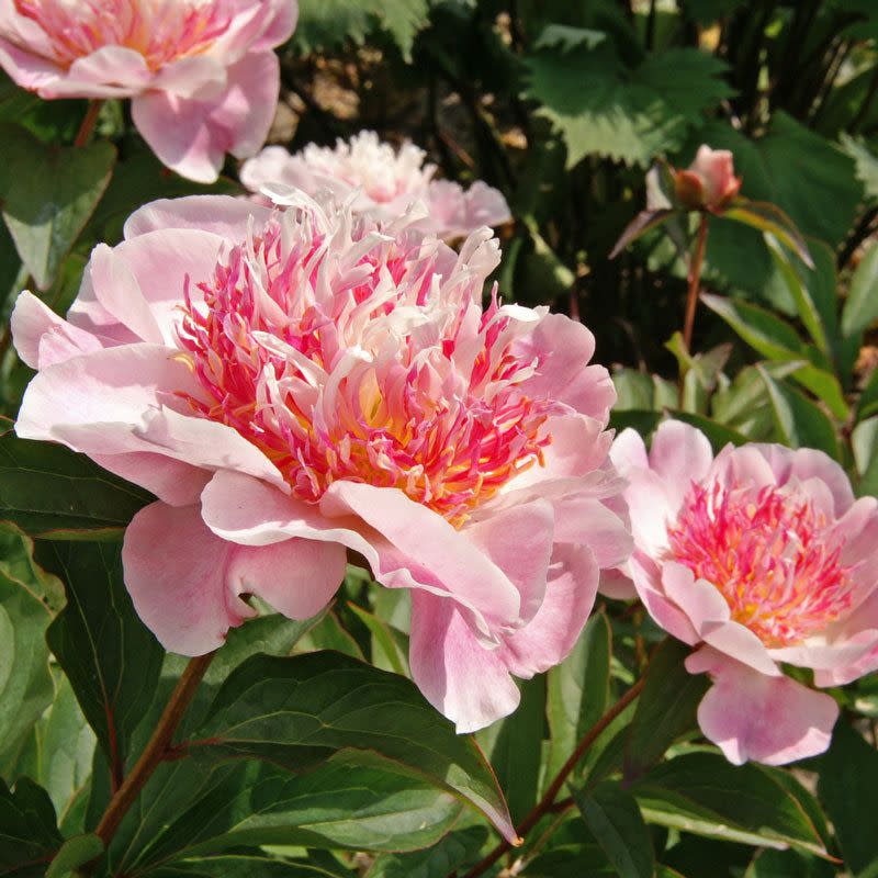 <p><a href="https://www.greatgardenplants.com/products/do-tell-peony" rel="nofollow noopener" target="_blank" data-ylk="slk:Shop Now;elm:context_link;itc:0;sec:content-canvas" class="link ">Shop Now</a></p><p>'Do Tell' Peony</p><p>greatgardenplants.com</p><p>$28.99</p>