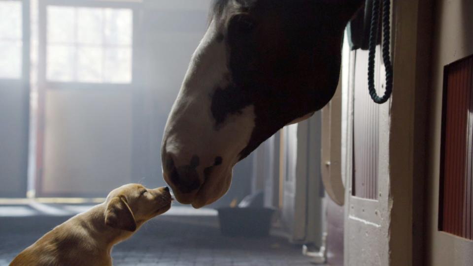 Budweiser's Super Bowl commercial about a puppy and Clydesdale horse that bond won 2014's USA TODAY Ad Meter and gave new meaning to the phrase: BFF.