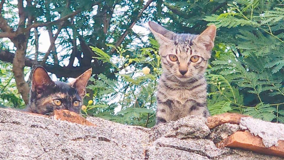 台北市動物保護處為促進飼主重視毛孩健康，積極推廣寵物保險補助獎勵措施。（黃敬文攝）