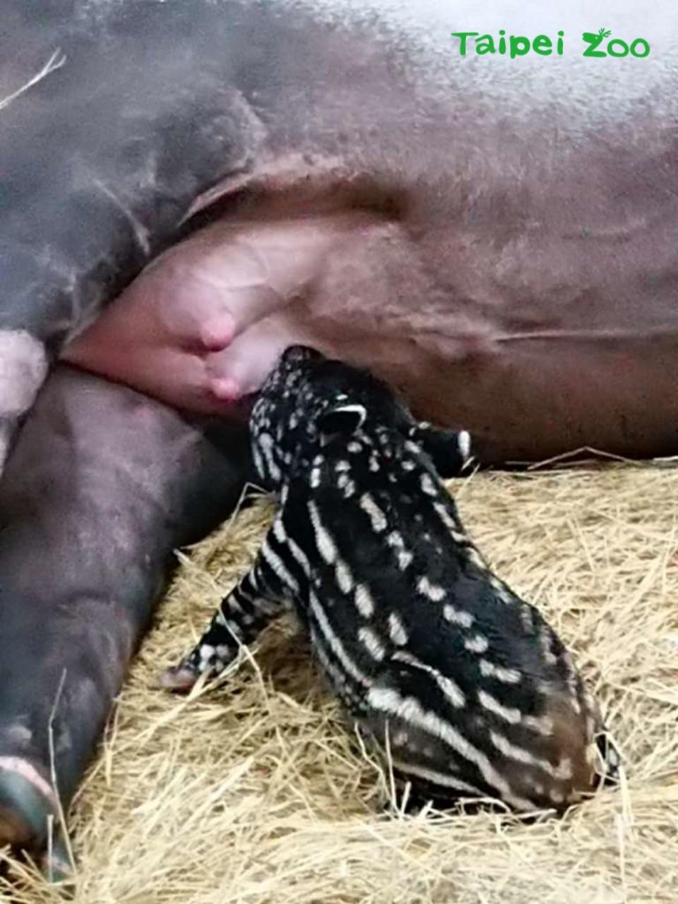 木柵動物園再傳喜訊！馬來貘「貘芳」順利產下寶寶 