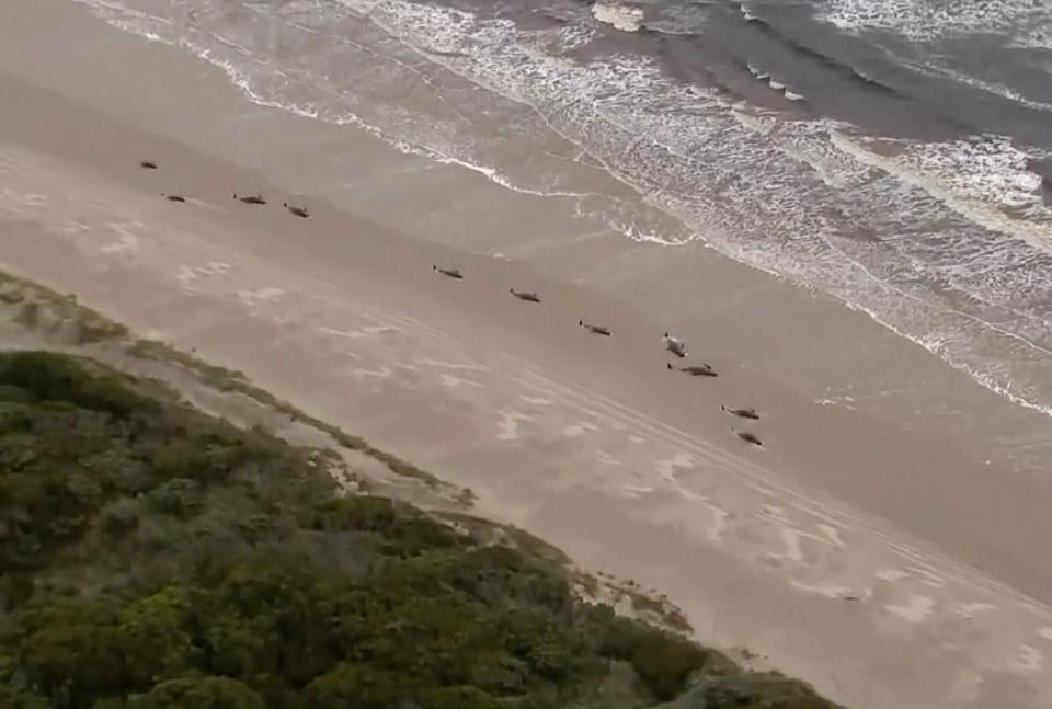 Numerous stranded whales along the coastline (AP)