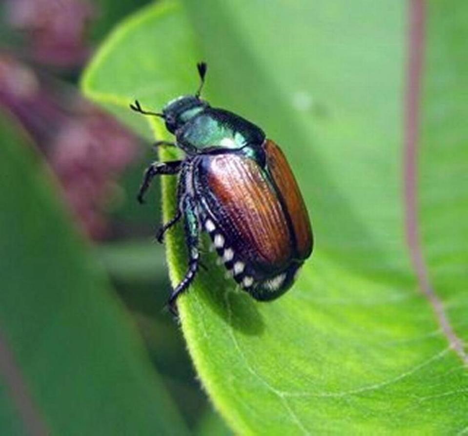 A Japanese beetle has been found in the Tri-Cities for the second time. In July one of the highly destructive pests was found in Pasco.