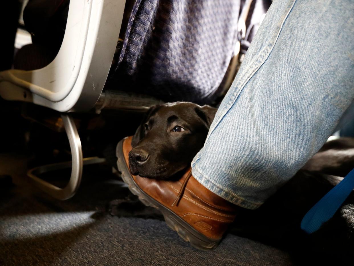 emotional support pets airlines