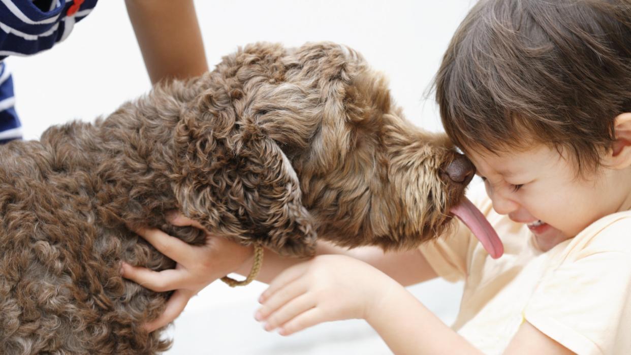  Young boy getting his face licked by a playful dog. 