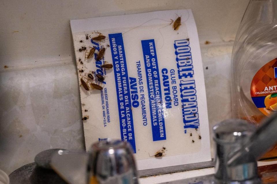 Cockroaches are seen caught on a trap near the kitchen faucet of Michelle Paylor’s studio apartment at Independence Towers on Tuesday, March 19, 2024, in Independence.