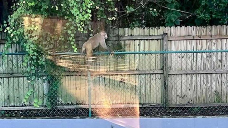 PHOTO: The Orange City, Florida Police Department confirmed that it has received calls about a wild rhesus macaque running through neighborhoods and they have notified the Florida Fish and Wildlife Conservation Commission on Wednesday, Aug. 24, 2023. (Orange City Police Department)