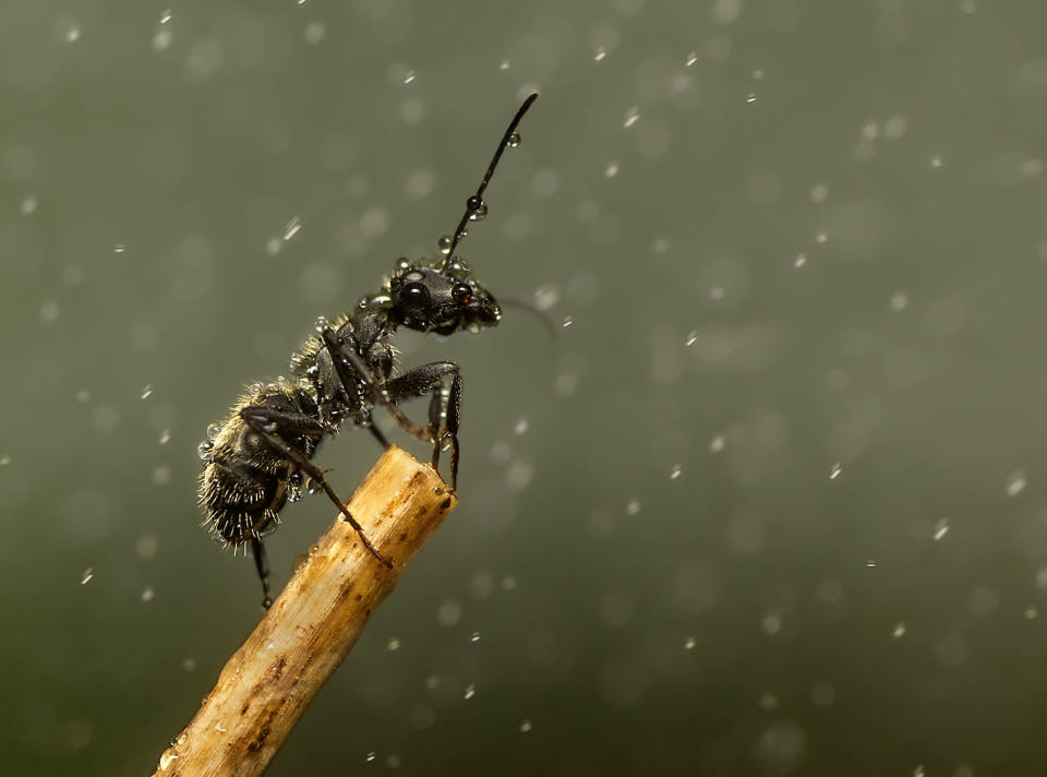 A tiny insect braves the elements in 'Stronger' (Carlos Bermúdez)