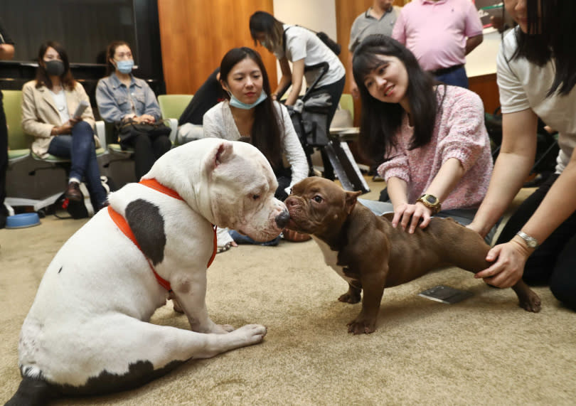 農委會將比特犬及其「混血」犬隻等具攻擊性的大型犬列入禁止飼養及進口名單，多位立委曾開記者會為美國惡霸犬請命。（圖／CTWant資料照）