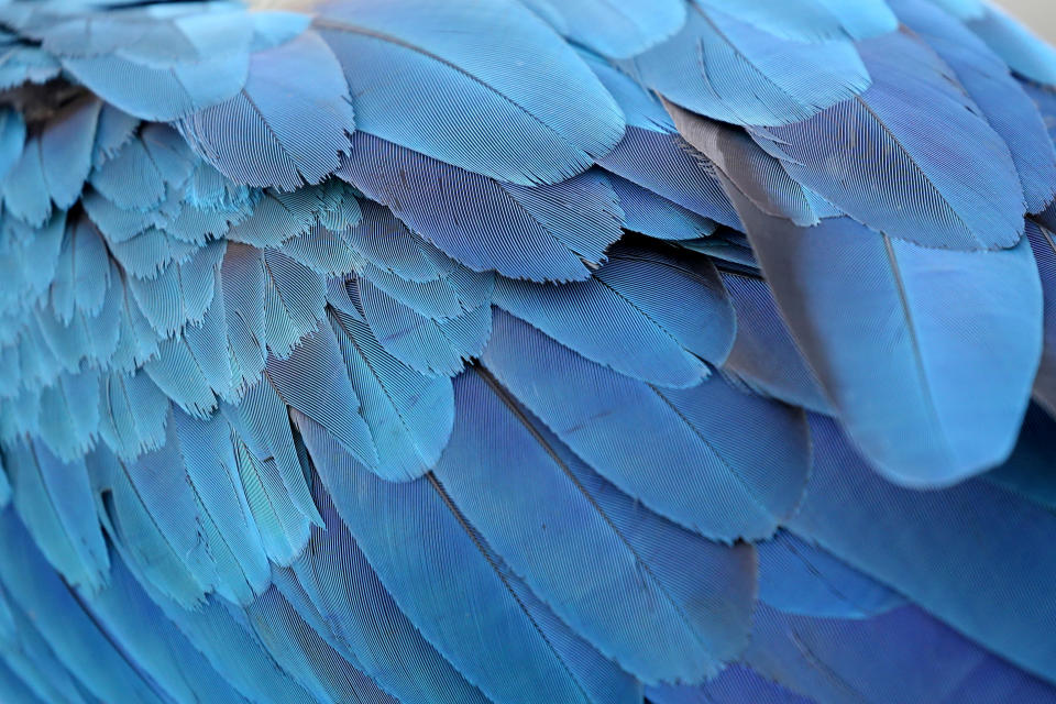 The feathers of a macaw are seen as it stands on a rooftop of a building in Caracas, Venezuela, June 6, 2019. (Photo: Manaure Quintero/Reuters)