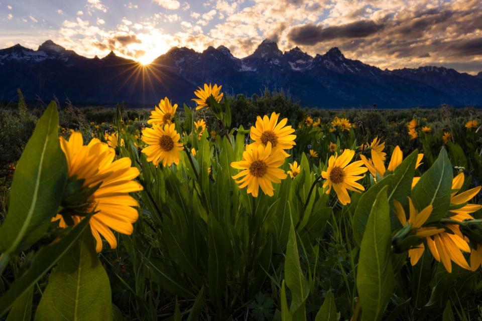 Spring, one of Alex Armitage's nature photos, part of the Wright Dobbs & Alex Armitage Exhibition at City Hall through Sept. 21, 2023.