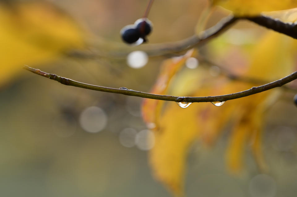 Closeup of droplets on a branch with shallow depth of field