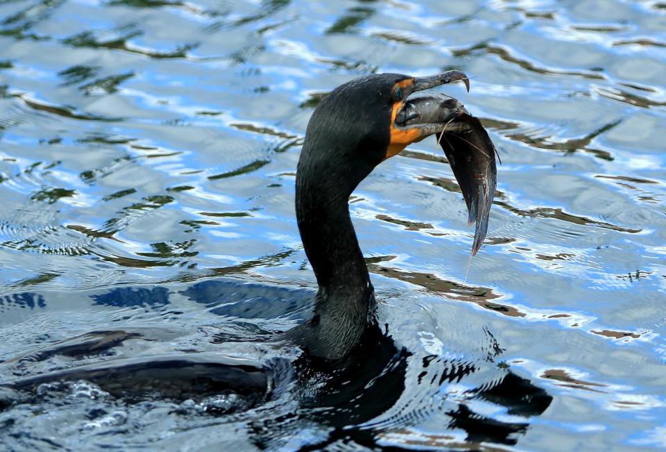 Caught in the act: A cormorant catches a fish: Getty