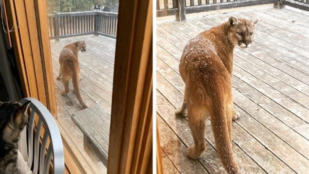 Teri Fullerton says she is used to seeing animals on the property, but hasn't come this close to a cougar before. (Photos by Teri Fullerton - image credit)