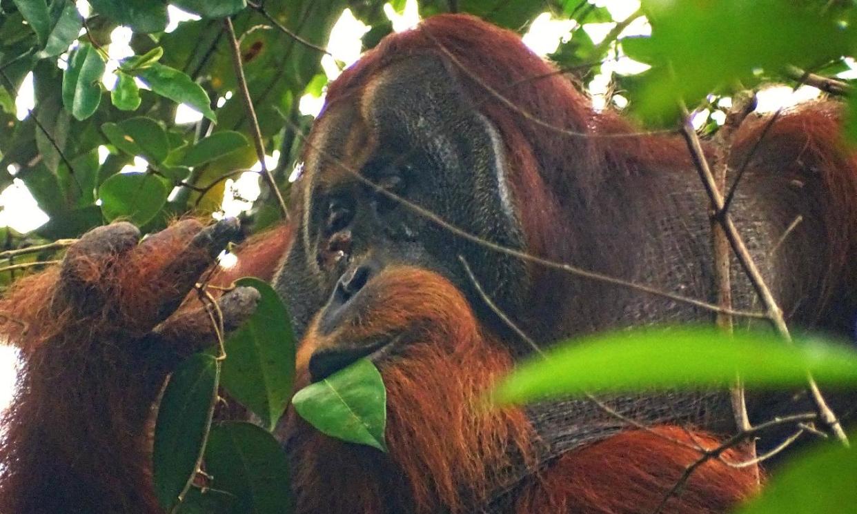 <span>The orangutan used leaves from a liana climbing vine known to have anti-inflammatory and pain-relieving properties.</span><span>Photograph: Saidi Agam/Suaq Project/PA</span>