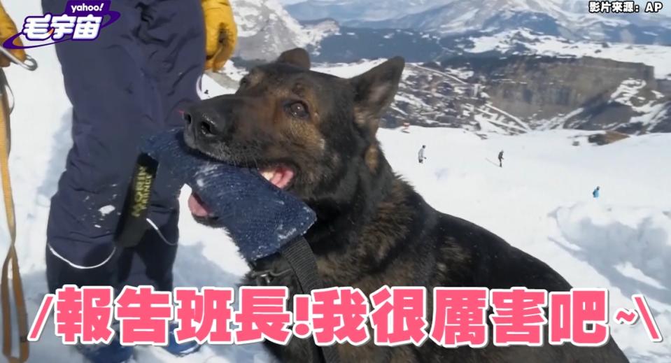 阿爾卑斯山「汪汪搜救隊」出動！ 快來看看雪崩搜救犬的一天