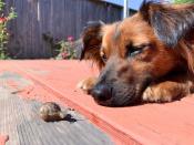 “Mi perro Charlie se hizo amigo de un caracol hoy”. (Foto: reddit / <a href="http://www.reddit.com/r/aww/comments/gpxngt/my_dog_charlie_made_friends_with_a_snail_today/" rel="nofollow noopener" target="_blank" data-ylk="slk:BebTheBirb;elm:context_link;itc:0;sec:content-canvas" class="link ">BebTheBirb</a>).